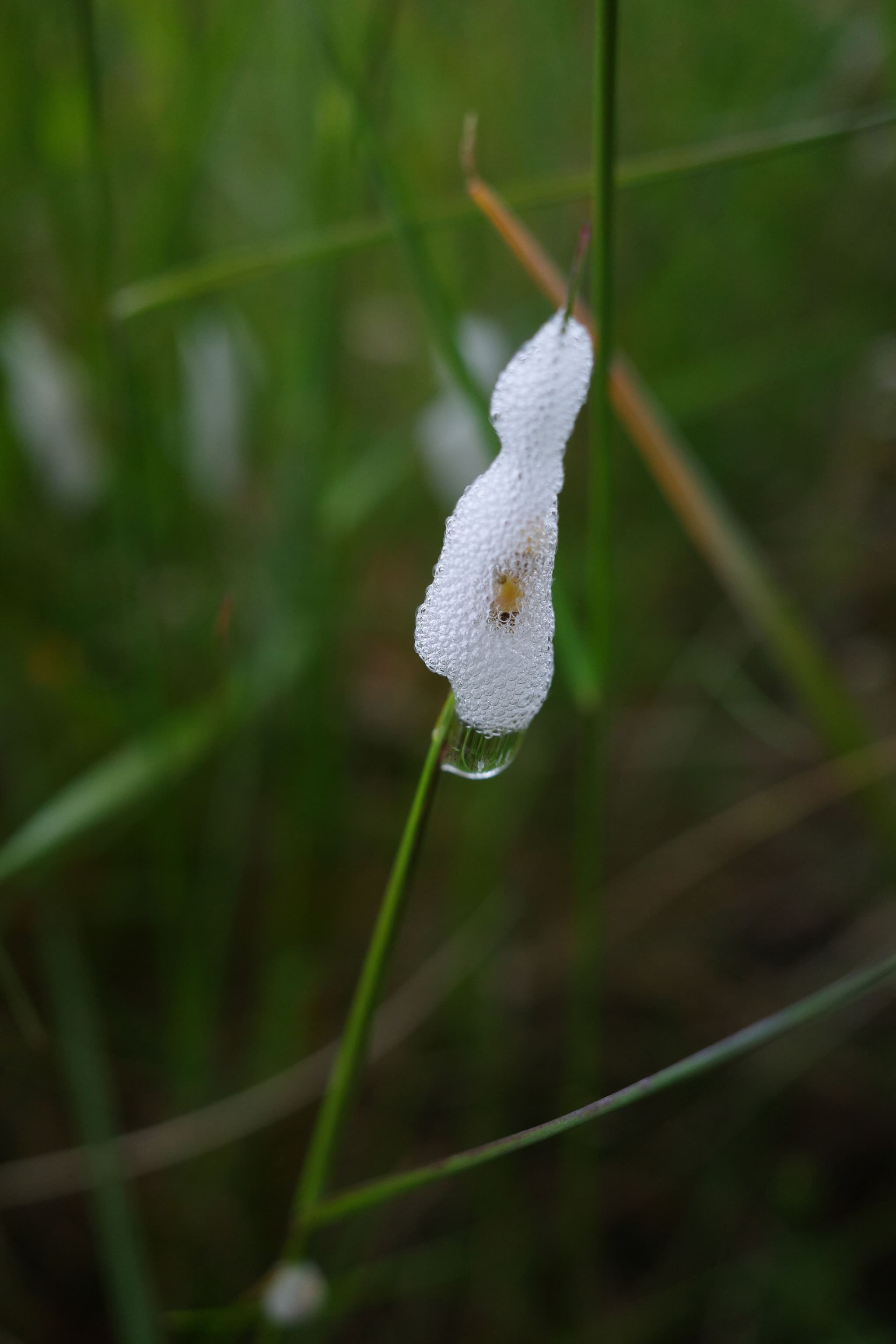 Cuckoo spit (spittlebugs)