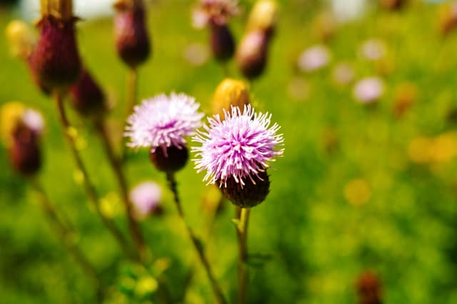 Field Of Thistles