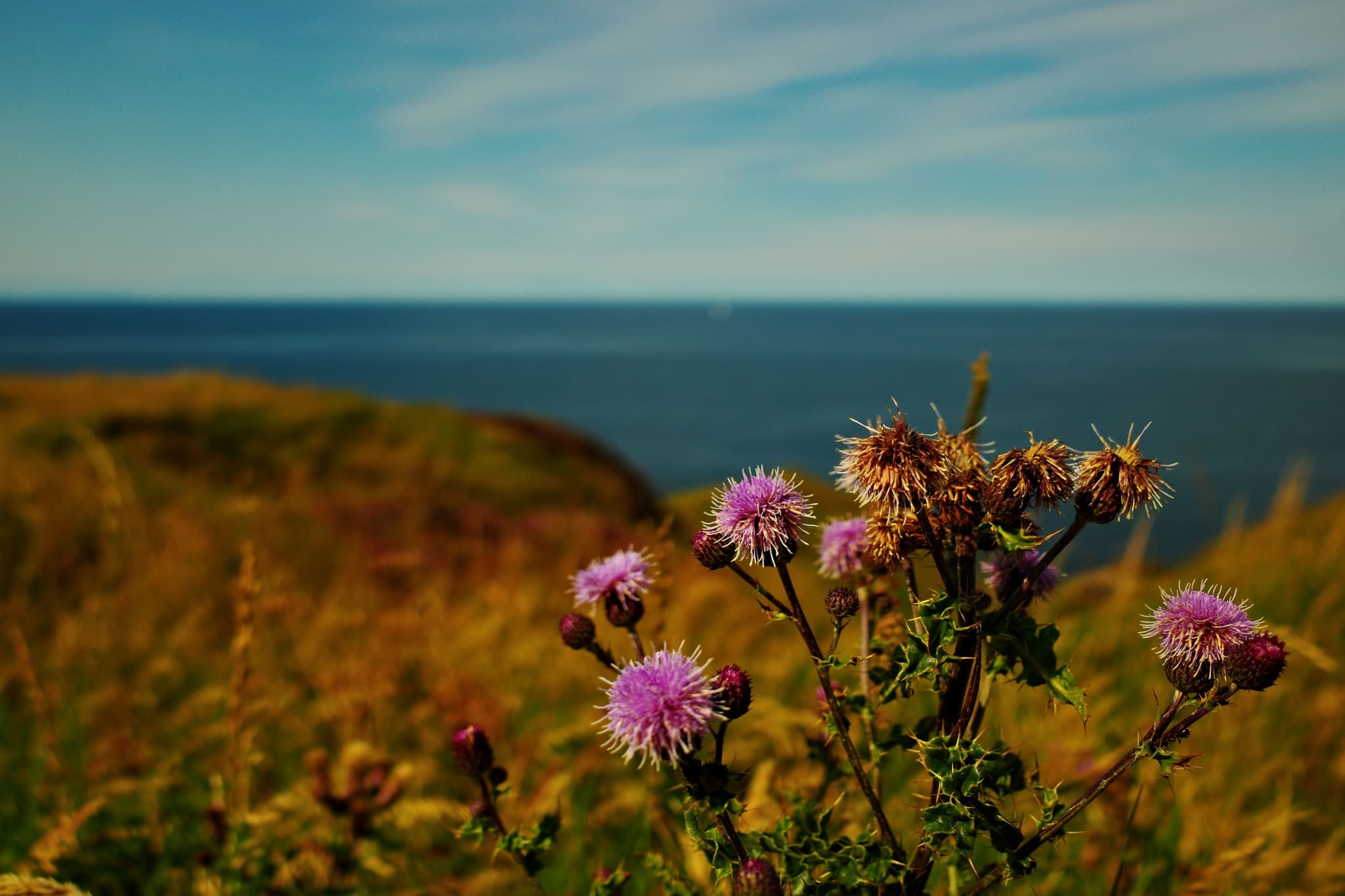 Thistle Life