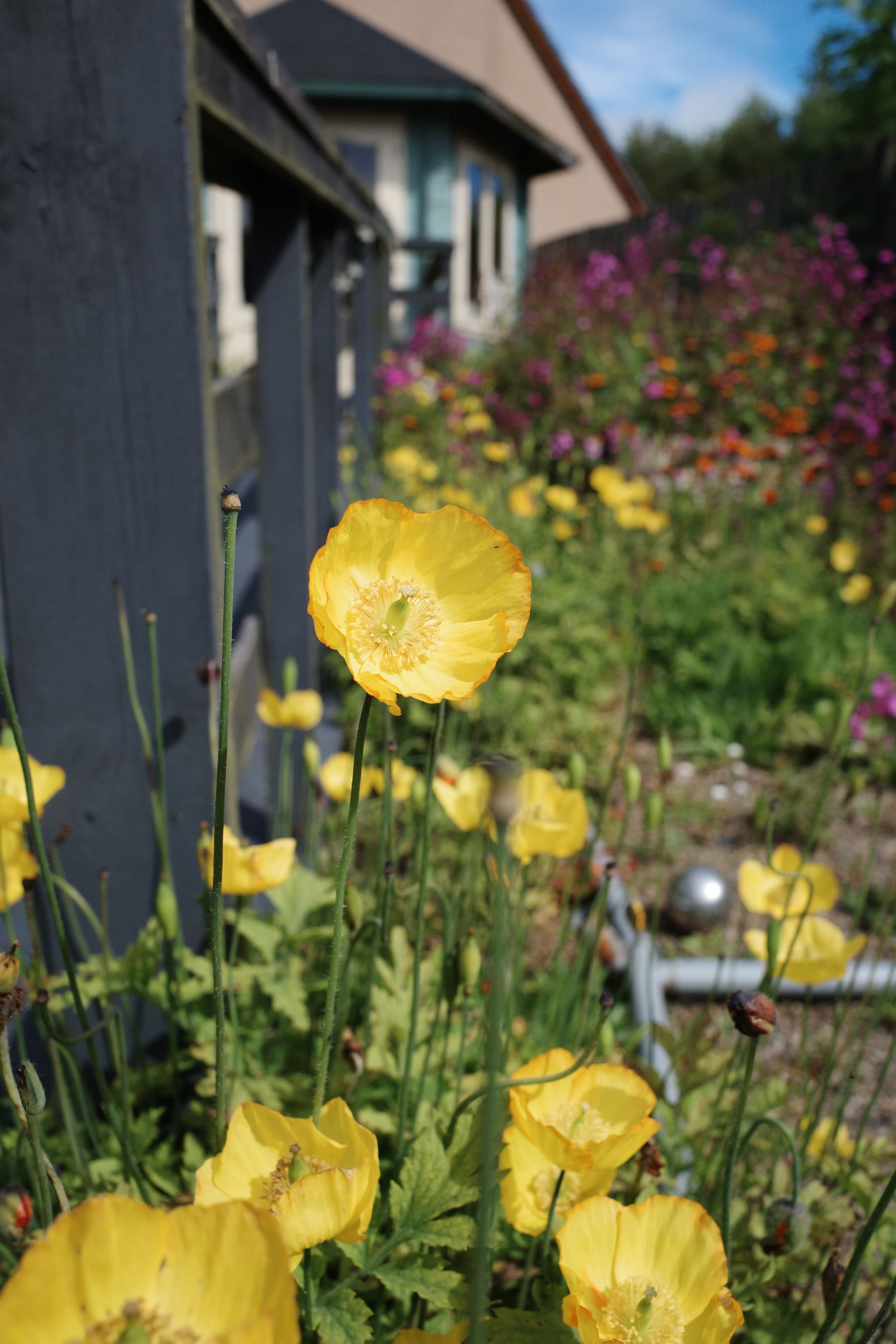 Yellow Poppies