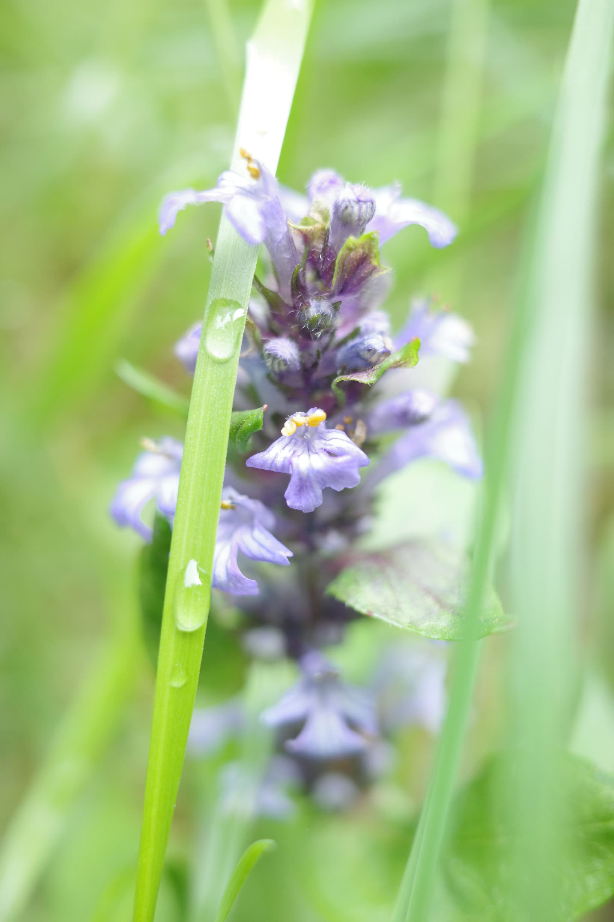 Tiny wildflowers