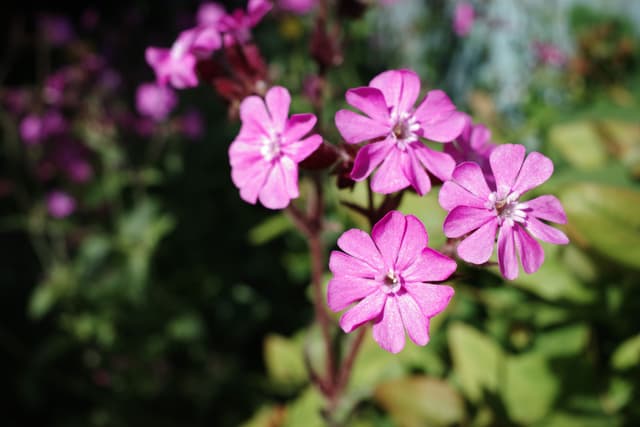 Pink Flower