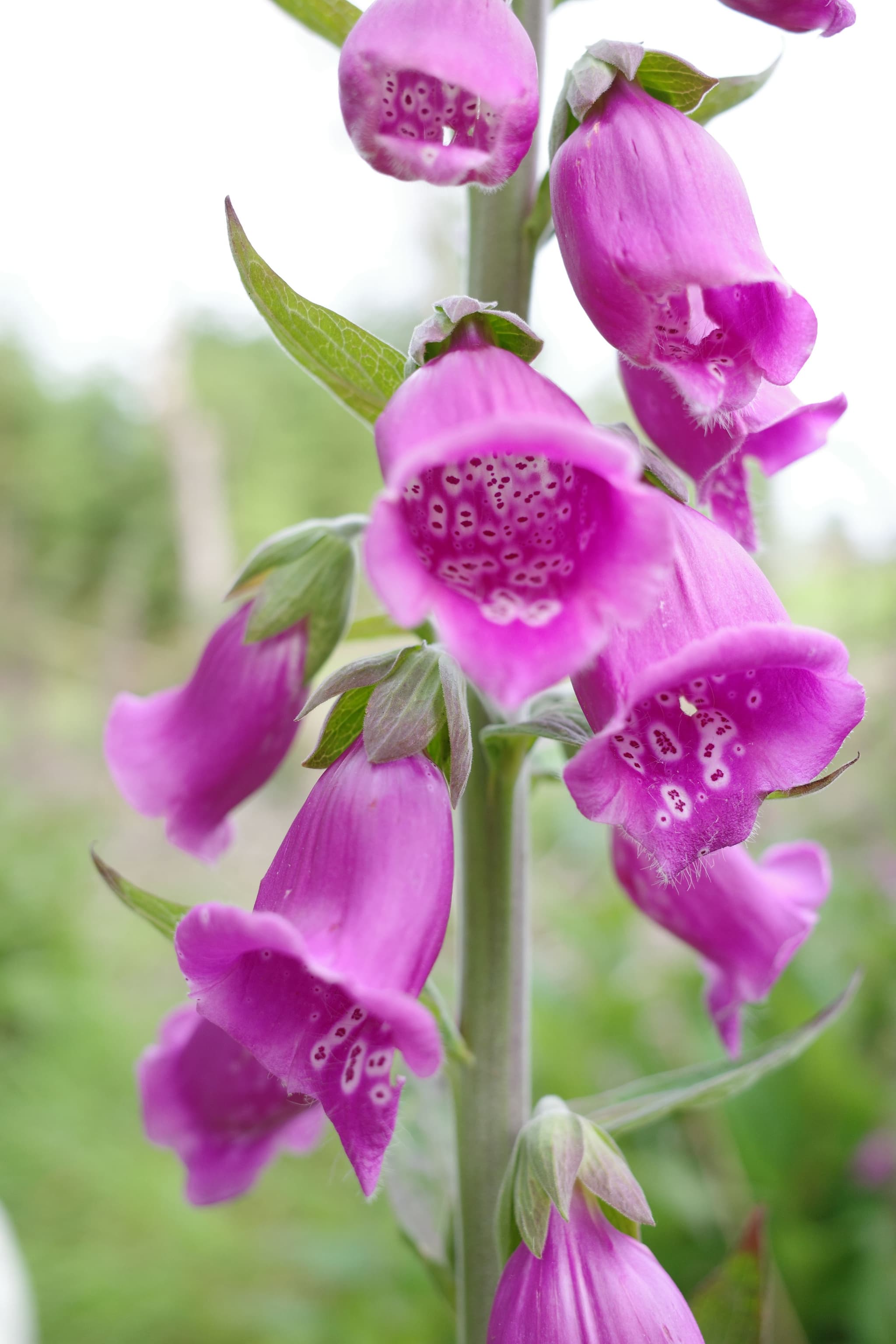 Foxgloves