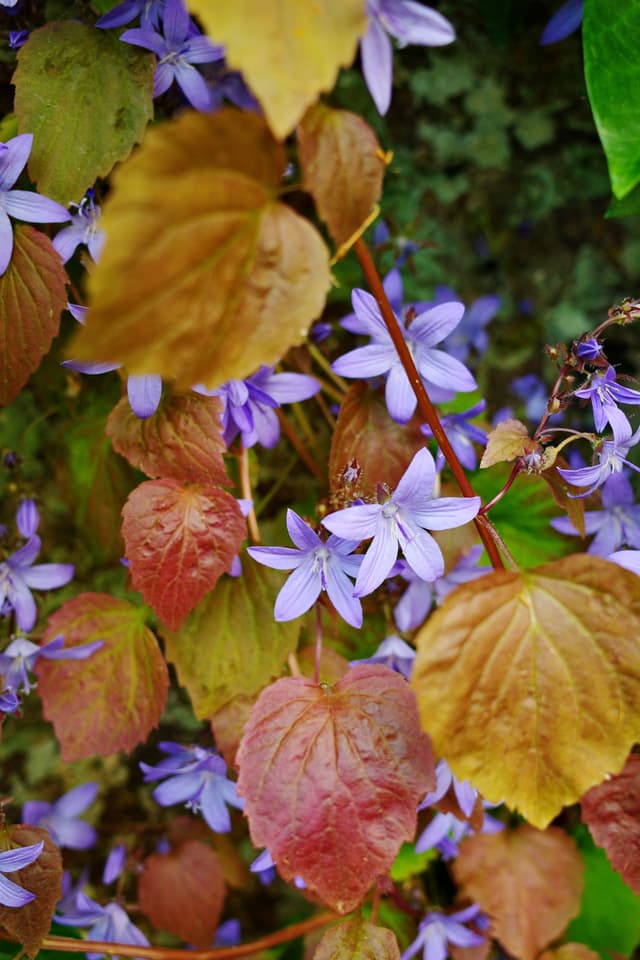 Cemetery Wall Flower