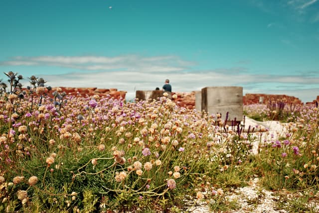 Flowers In The Grass