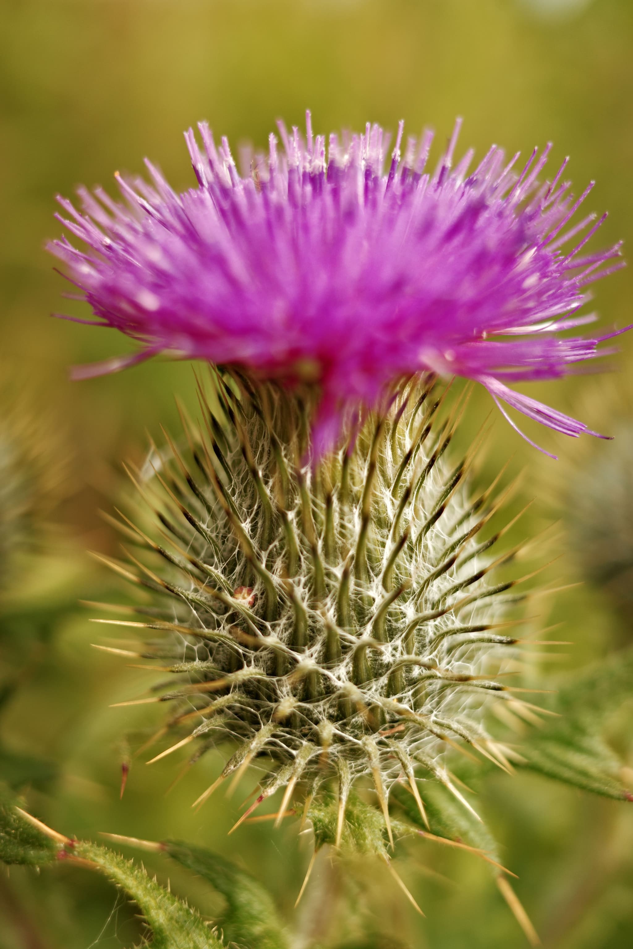 Spikey Pink