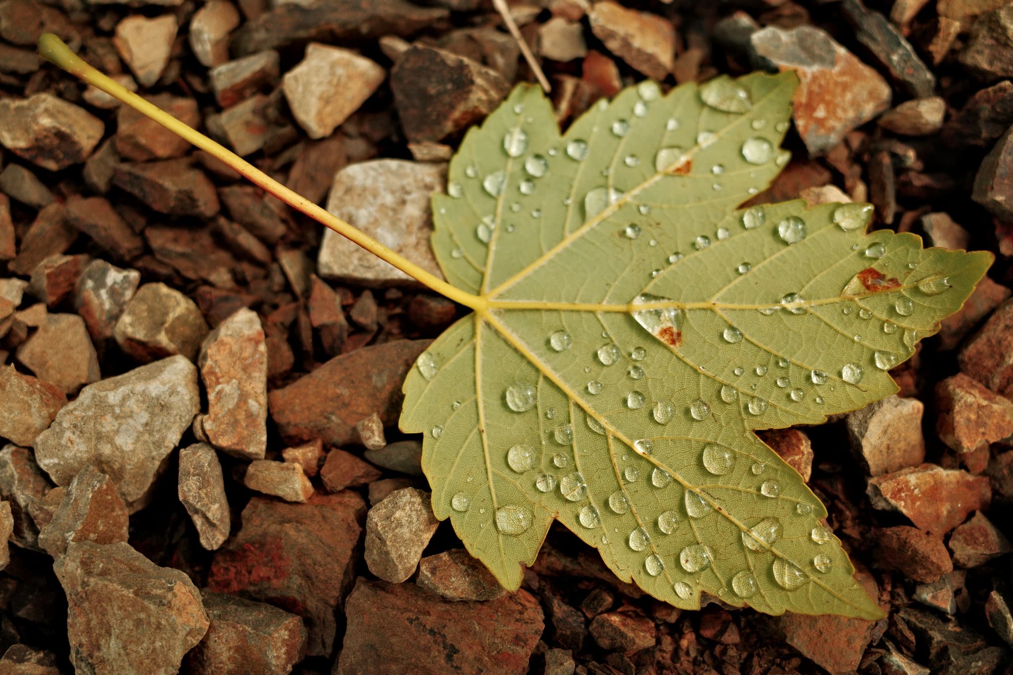 Roadside Drips