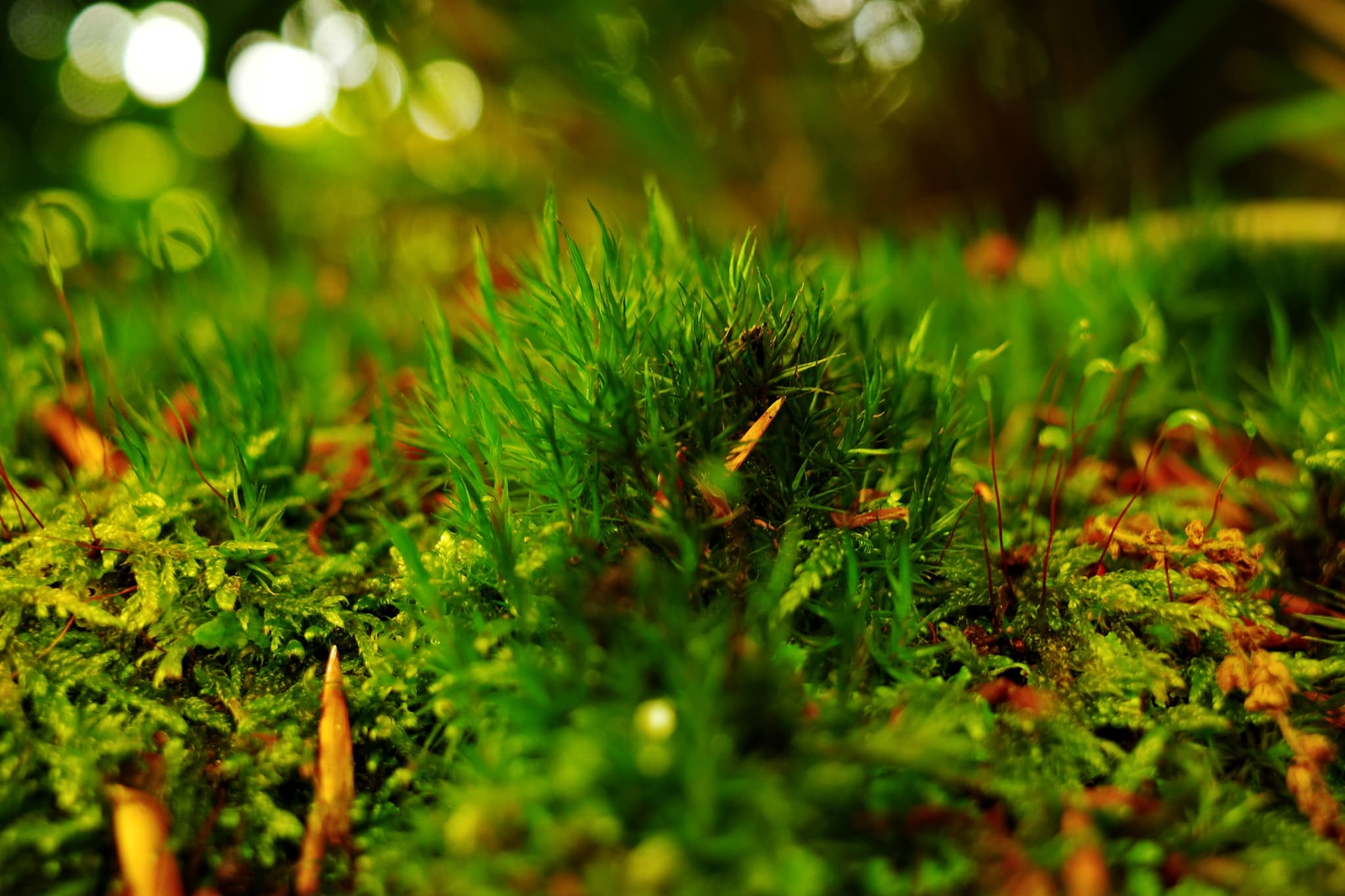 Tiny Wall Moss