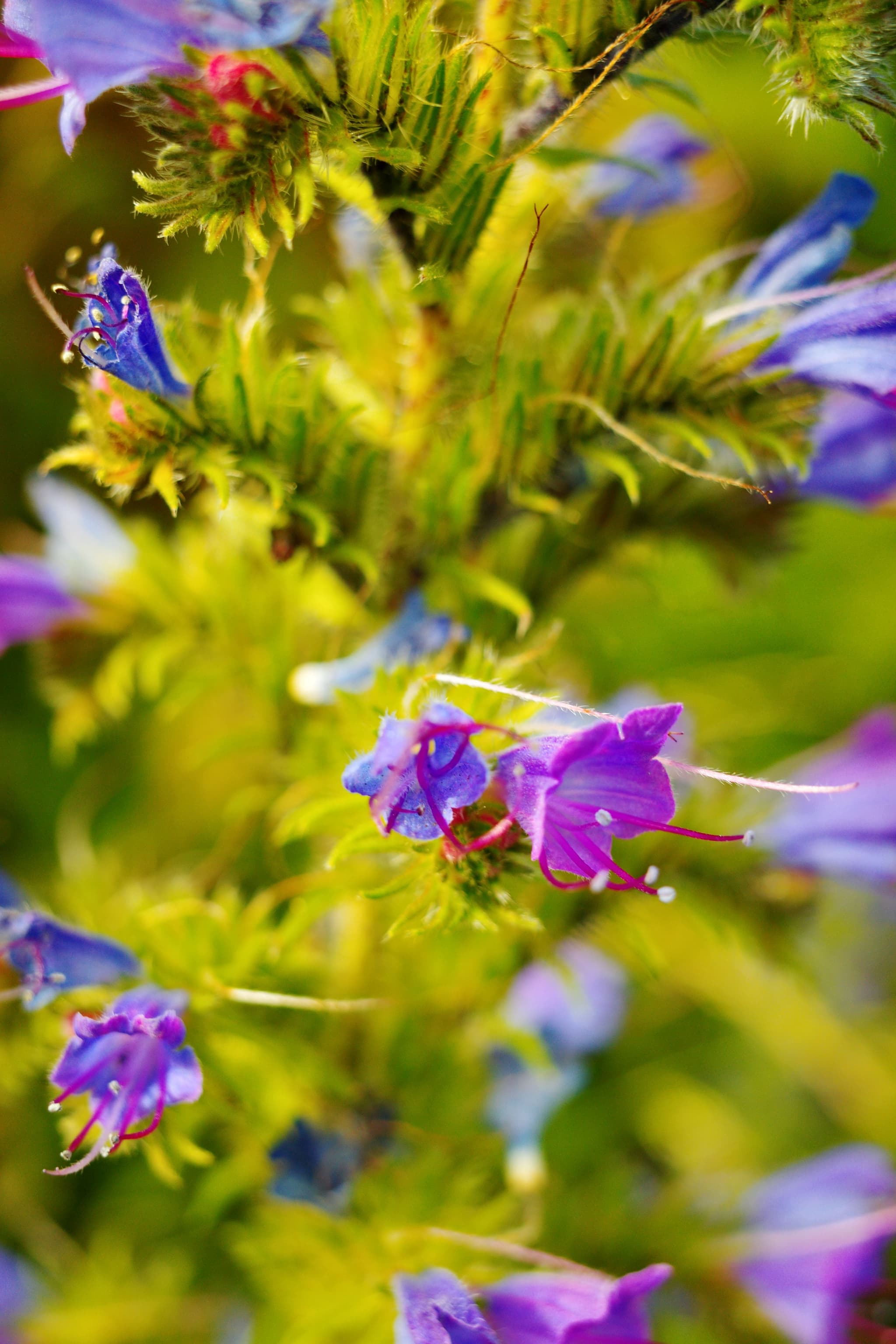 Stunning Purple