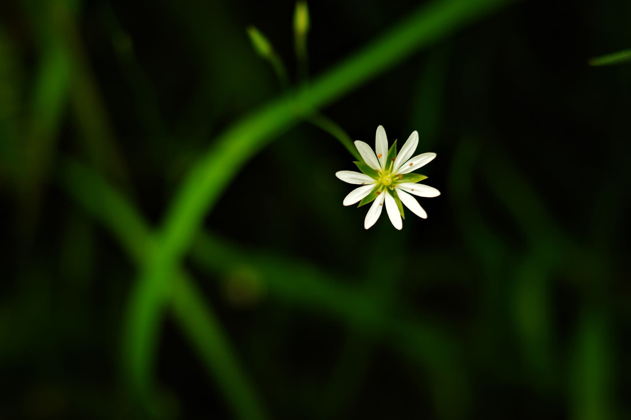 Lesser Stitchwort