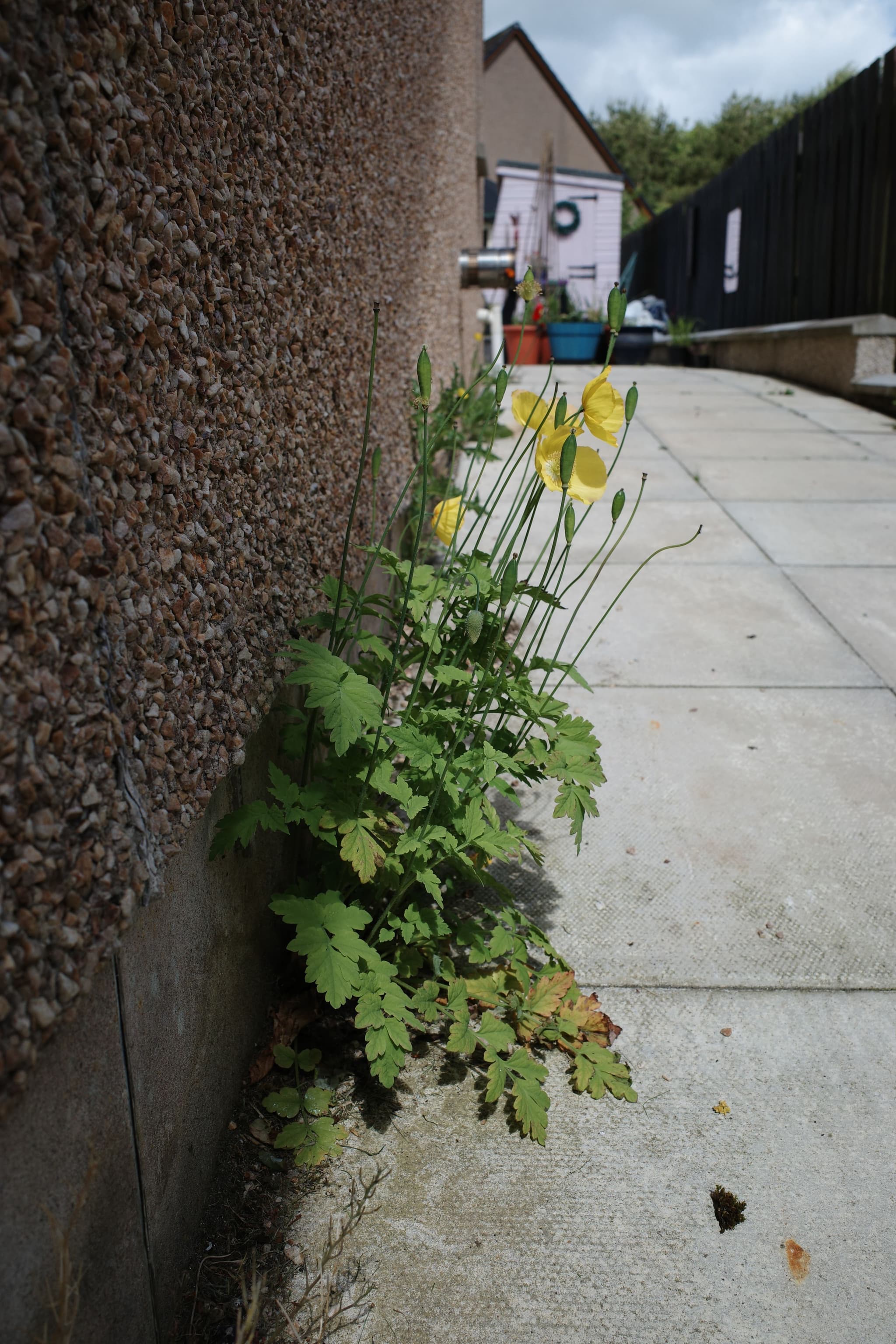 Yellow Poppies