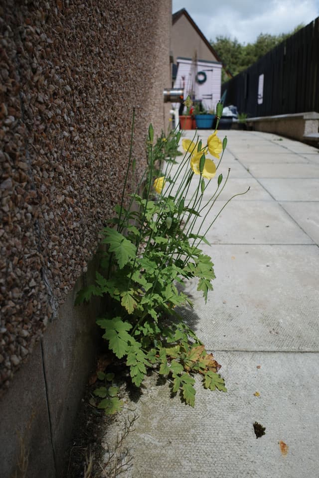 Yellow Poppies