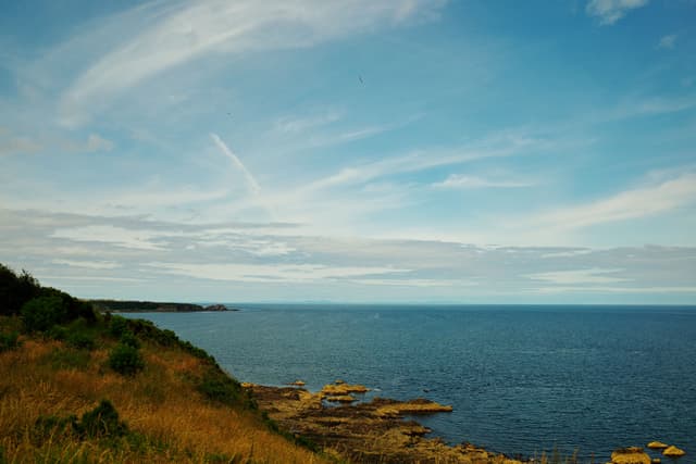 Lone Seagull