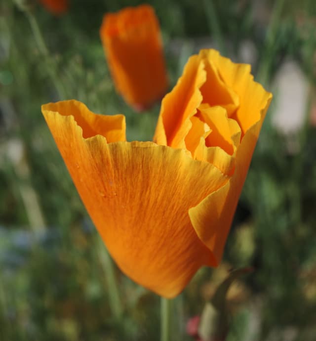 Orange Poppy