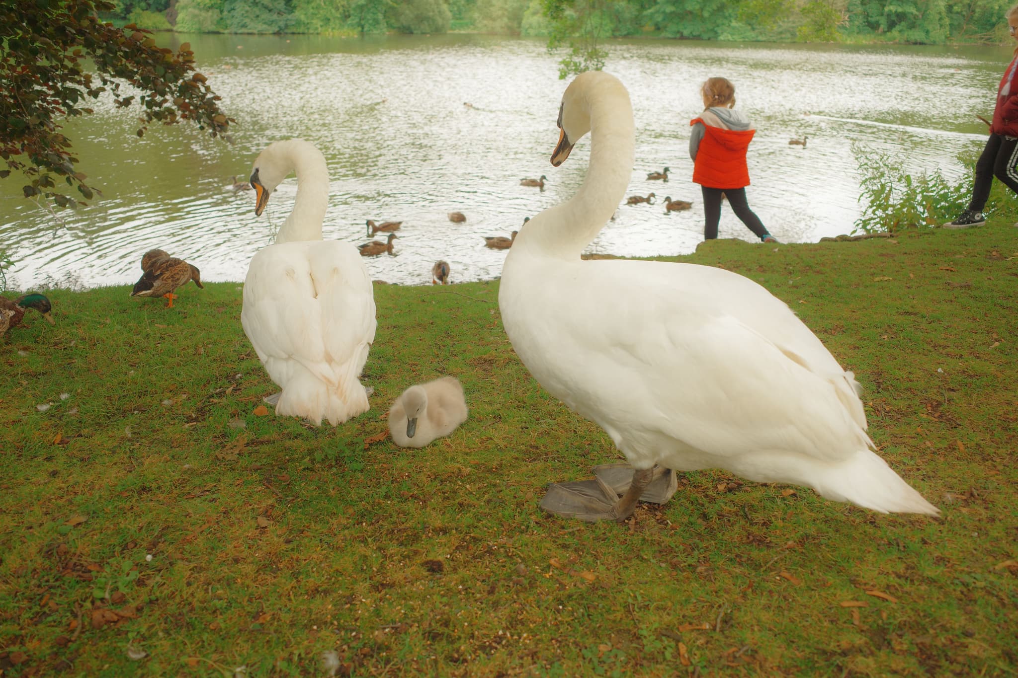 Swan Ride