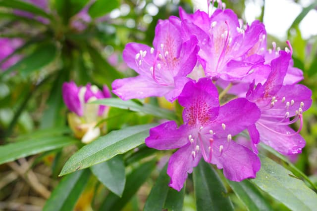 Rhododendrons