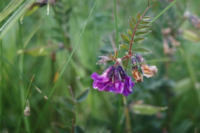 Purple Flower