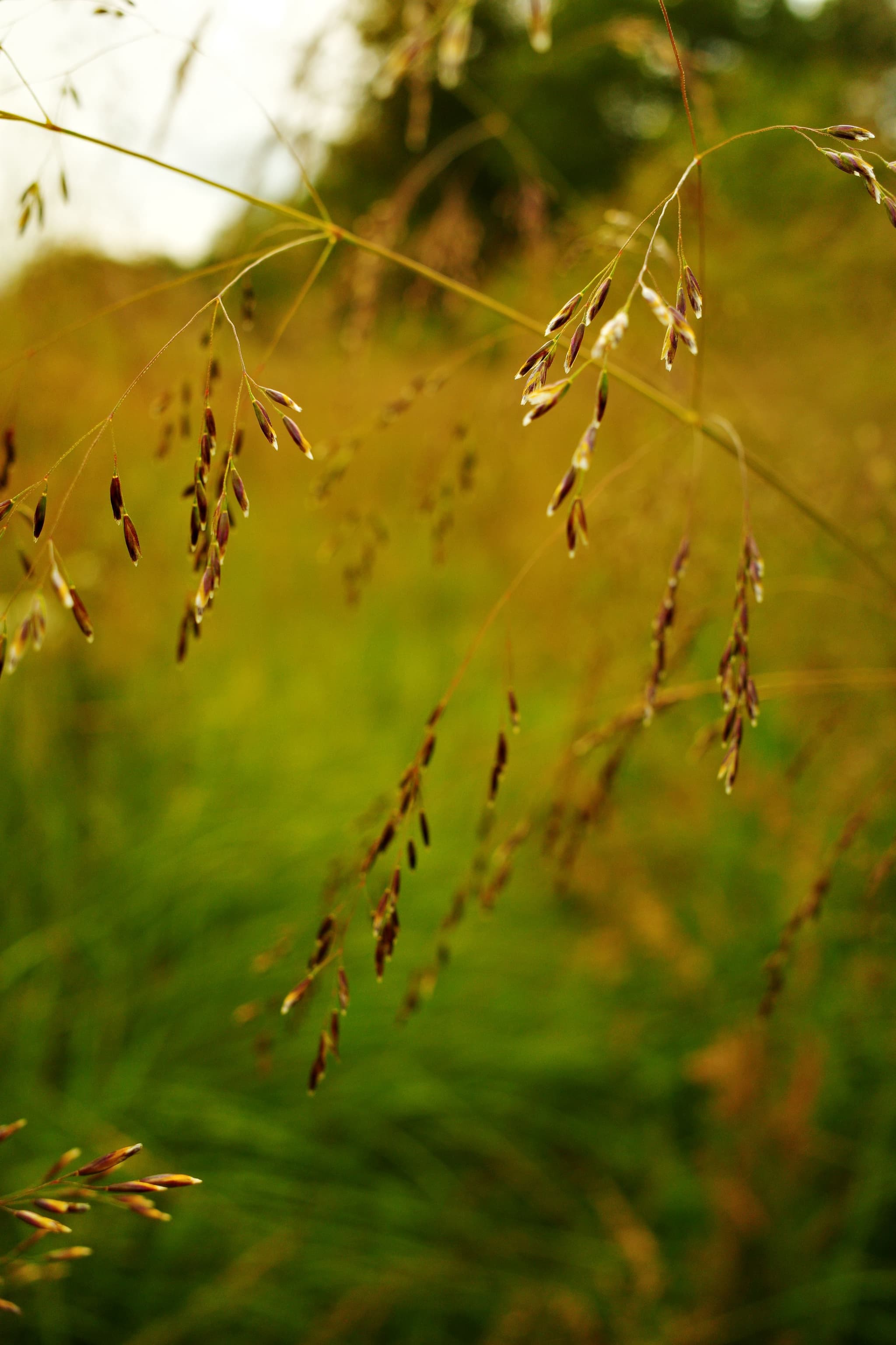 Beautiful Grasses