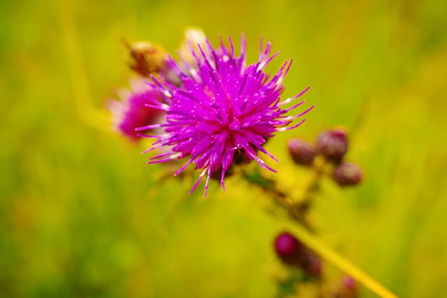 Bright Fluff