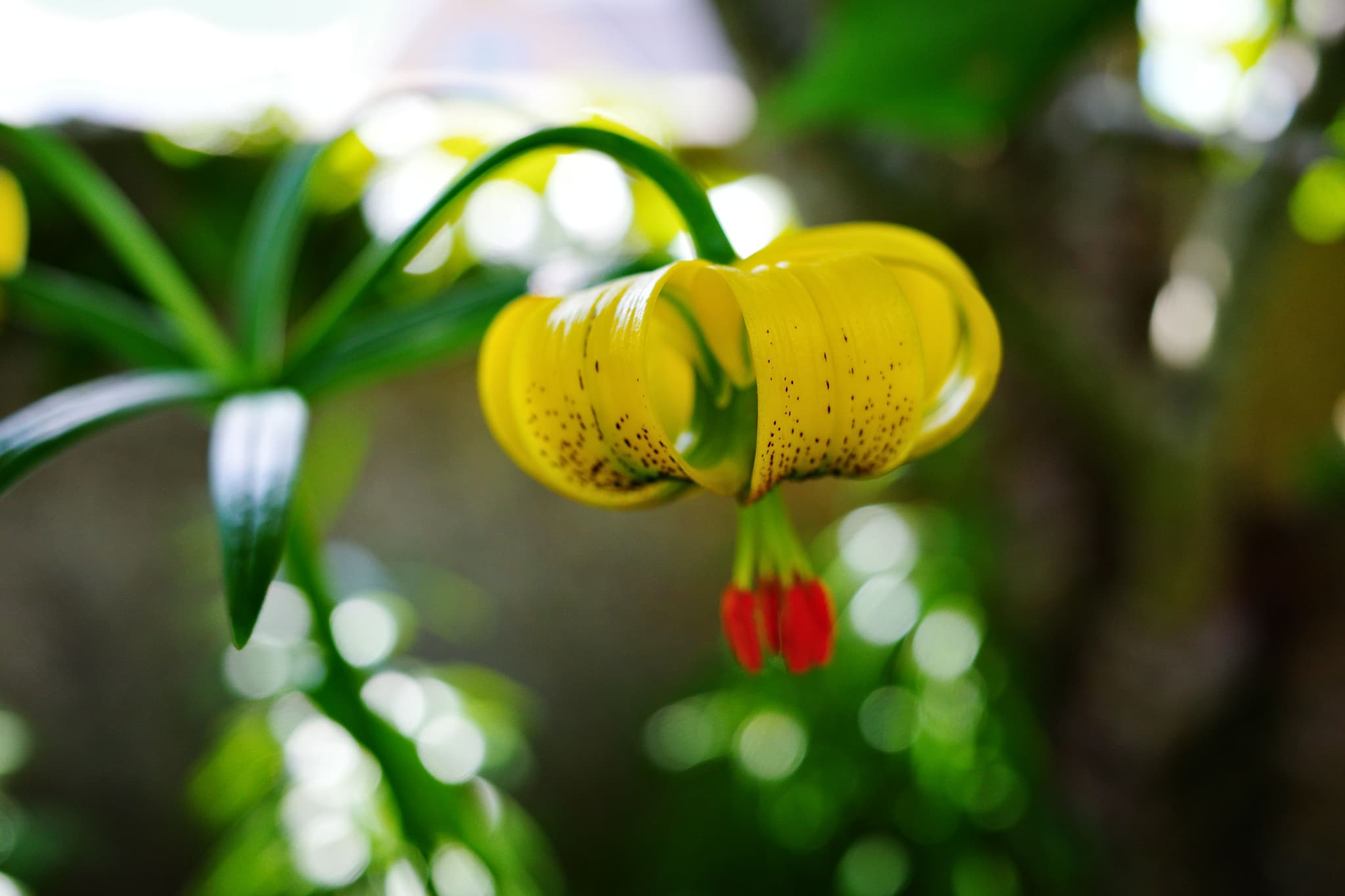 Yellow Flower in the Sun