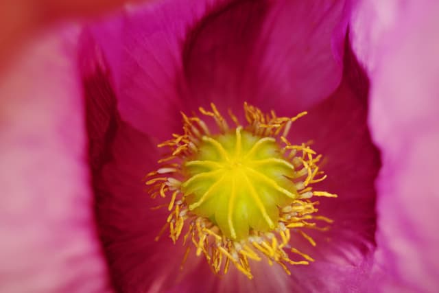 Inside A Poppy 