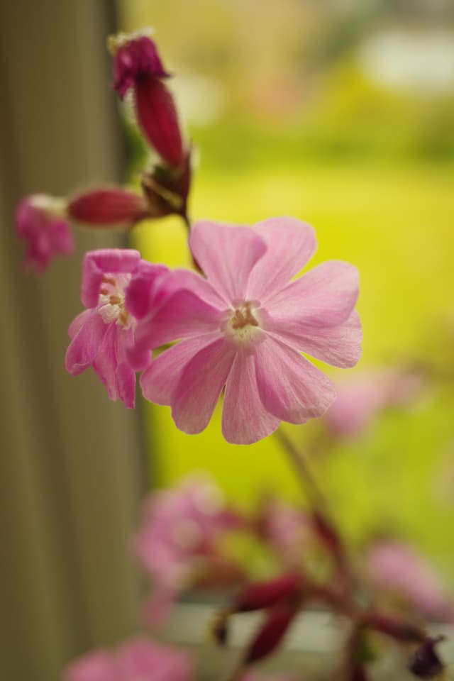 Pink Flower